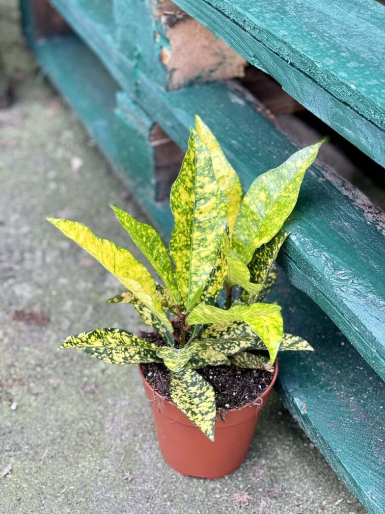 Zdjęcie rośliny Codiaeum variegatum Gold Sun, ujęcie 2