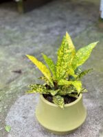 Zdjęcie rośliny Codiaeum variegatum Gold Sun, ujęcie 3