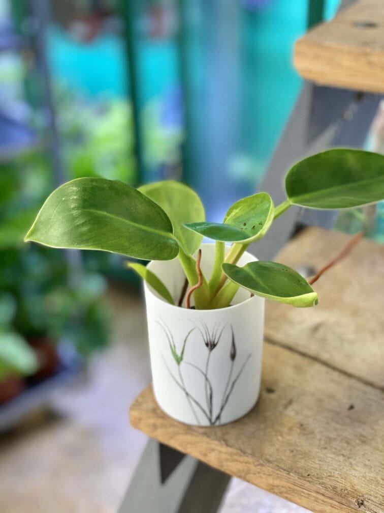 Zdjęcie doniczki lub oslonki: Osłonka Łąka 7x9 cm, ujęcie 2