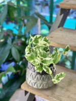 Zdjęcie doniczki lub oslonki: Osłonka Miętówka 12x13 cm, ujęcie 2