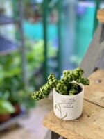 Zdjęcie doniczki lub oslonki: Osłonka Pąk 6x6 cm, ujęcie 2