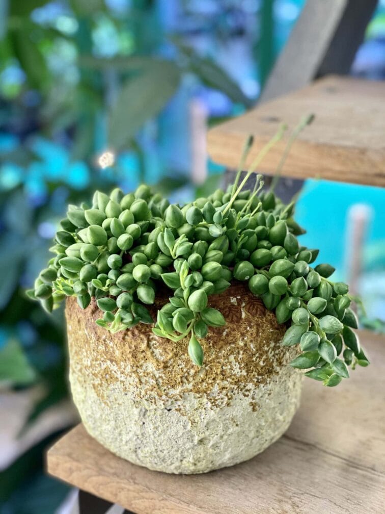 Zdjęcie doniczki lub oslonki: Osłonka Tiramisu 10x14 cm, ujęcie 2