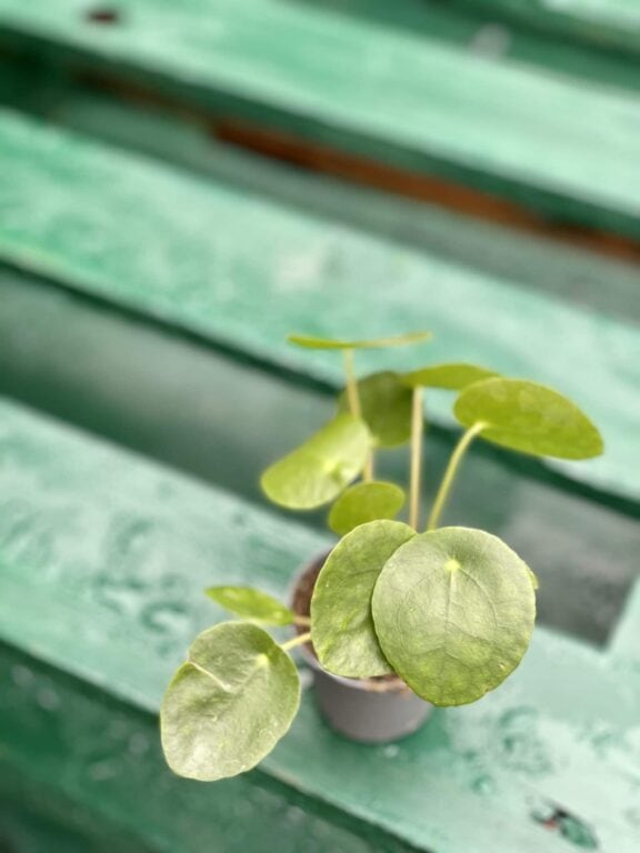 Zdjęcie rośliny Pilea Peperomioides, ujęcie 1