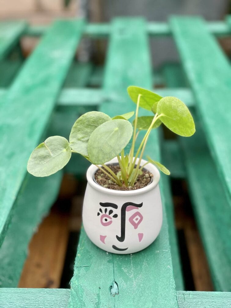 Zdjęcie rośliny Pilea Peperomioides, ujęcie 2