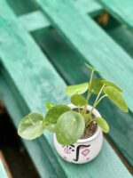 Zdjęcie rośliny Pilea Peperomioides, ujęcie 3