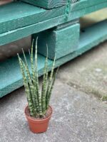 Zdjęcie rośliny Sansevieria Fernwood Mikado, ujęcie 2