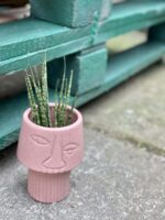 Zdjęcie rośliny Sansevieria Fernwood Mikado, ujęcie 3