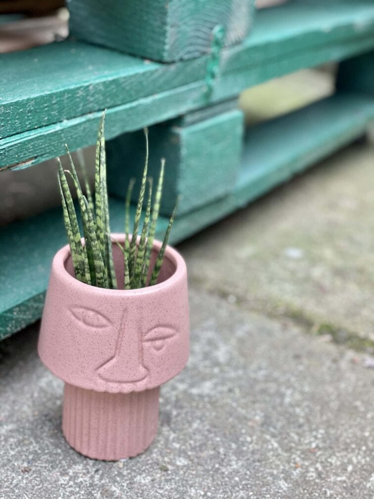 Zdjęcie rośliny Sansevieria Fernwood Mikado, ujęcie 3
