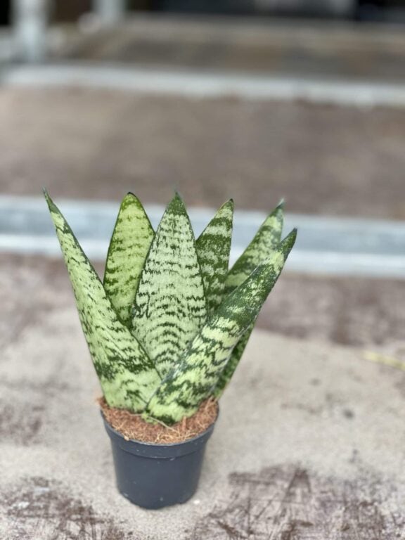 Zdjęcie rośliny Sansevieria Zeylanica Fan, ujęcie 1