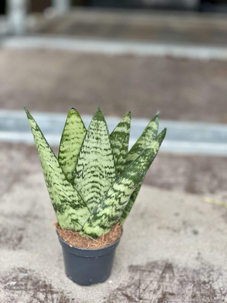 Zdjęcie rośliny Sansevieria Zeylanica Fan, ujęcie 1