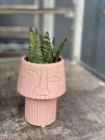Zdjęcie rośliny Sansevieria Zeylanica Fan, ujęcie 2