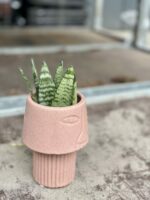 Zdjęcie rośliny Sansevieria Zeylanica Fan, ujęcie 3