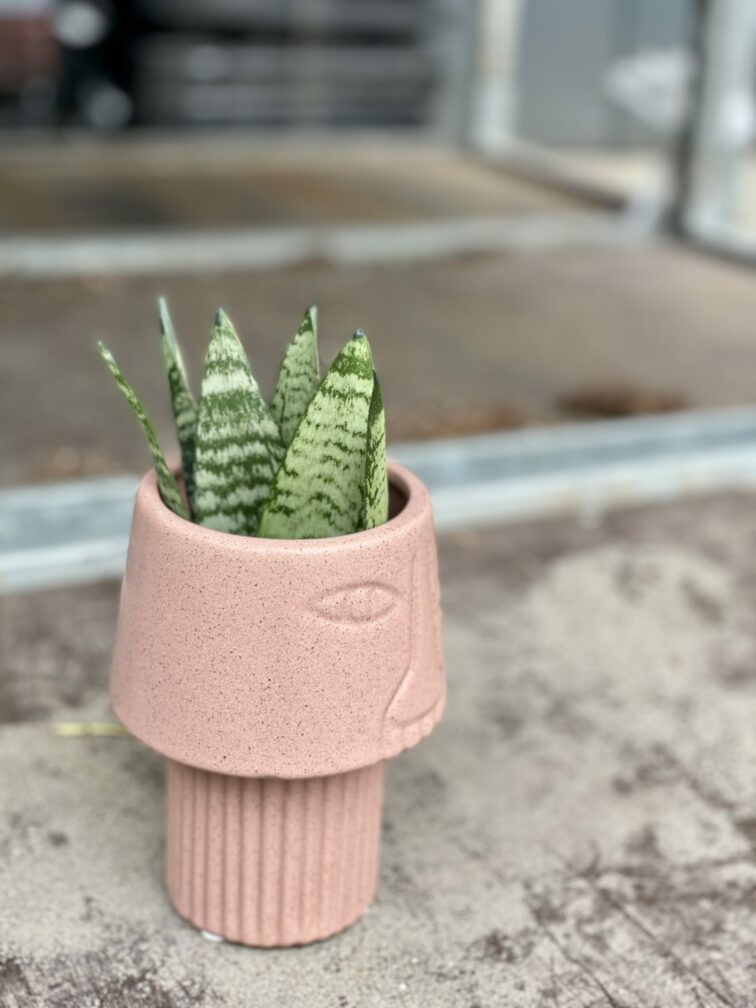 Zdjęcie rośliny Sansevieria Zeylanica Fan, ujęcie 3