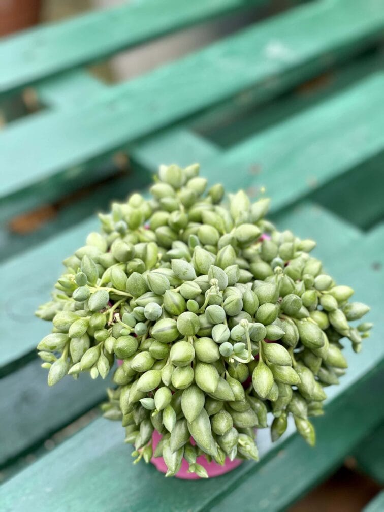 Zdjęcie rośliny Senecio Herreianus, ujęcie 3
