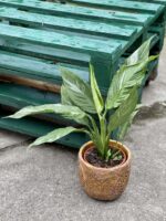 Zdjęcie rośliny Spathiphyllum Diamond (Skrzydłokwiat), ujęcie 1