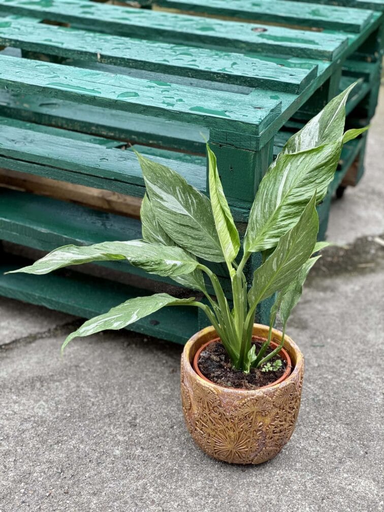 Zdjęcie rośliny Spathiphyllum Diamond (Skrzydłokwiat), ujęcie 1