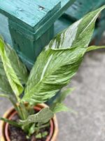 Zdjęcie rośliny Spathiphyllum Diamond (Skrzydłokwiat), ujęcie 2