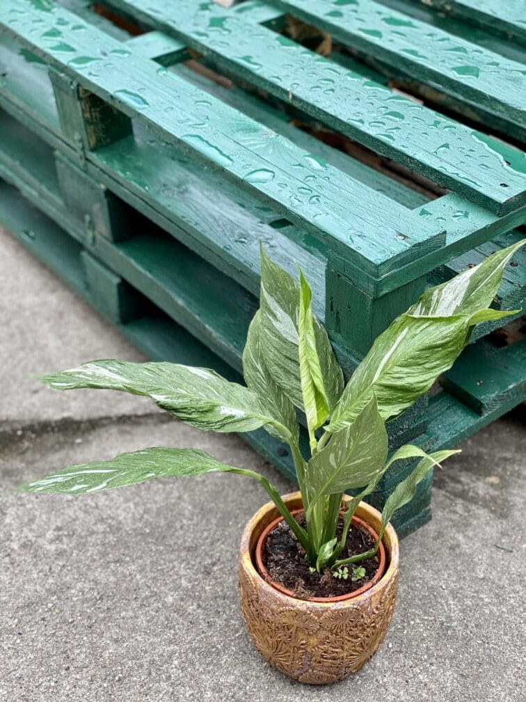 Zdjęcie rośliny Spathiphyllum Diamond (Skrzydłokwiat), ujęcie 3
