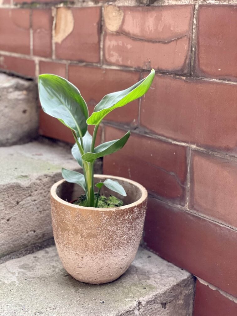 Zdjęcie rośliny Strelitzia Reginae (Strelicja Królewska), ujęcie 1