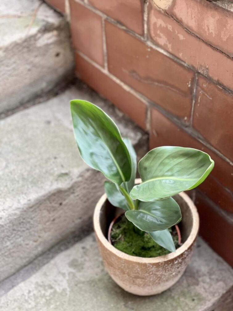 Zdjęcie rośliny Strelitzia Reginae (Strelicja Królewska), ujęcie 2