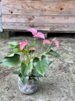 Zdjęcie rośliny Anthurium andreanum Joli Pink, ujęcie 1