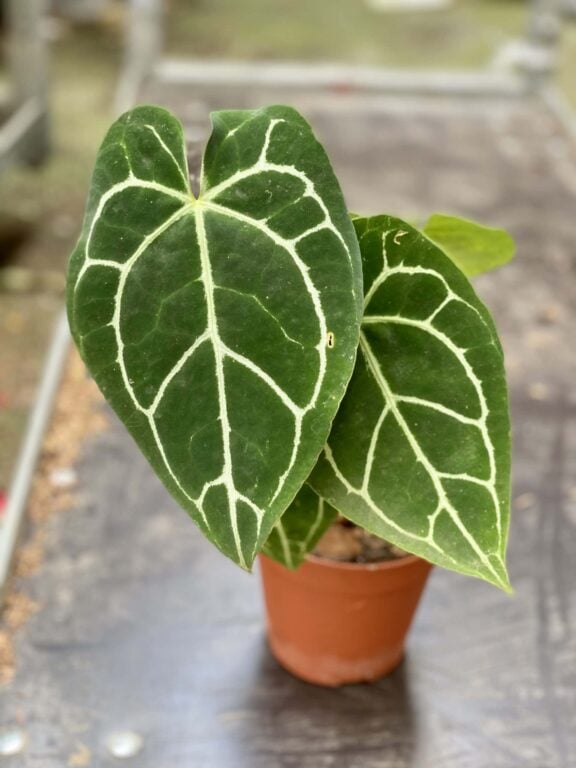 Zdjęcie rośliny Anthurium crystallinum, ujęcie 1
