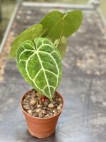Zdjęcie rośliny Anthurium crystallinum, ujęcie 2