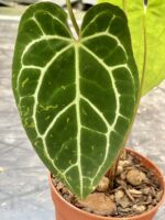 Zdjęcie rośliny Anthurium crystallinum, ujęcie 4