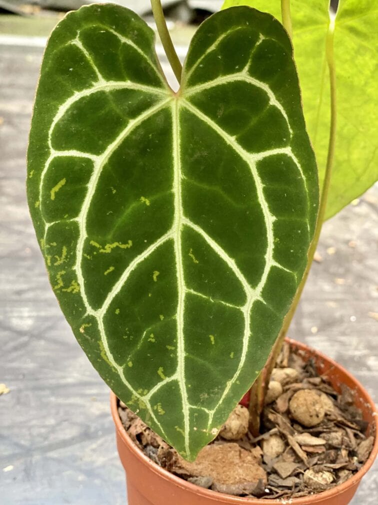 Zdjęcie rośliny Anthurium crystallinum, ujęcie 4
