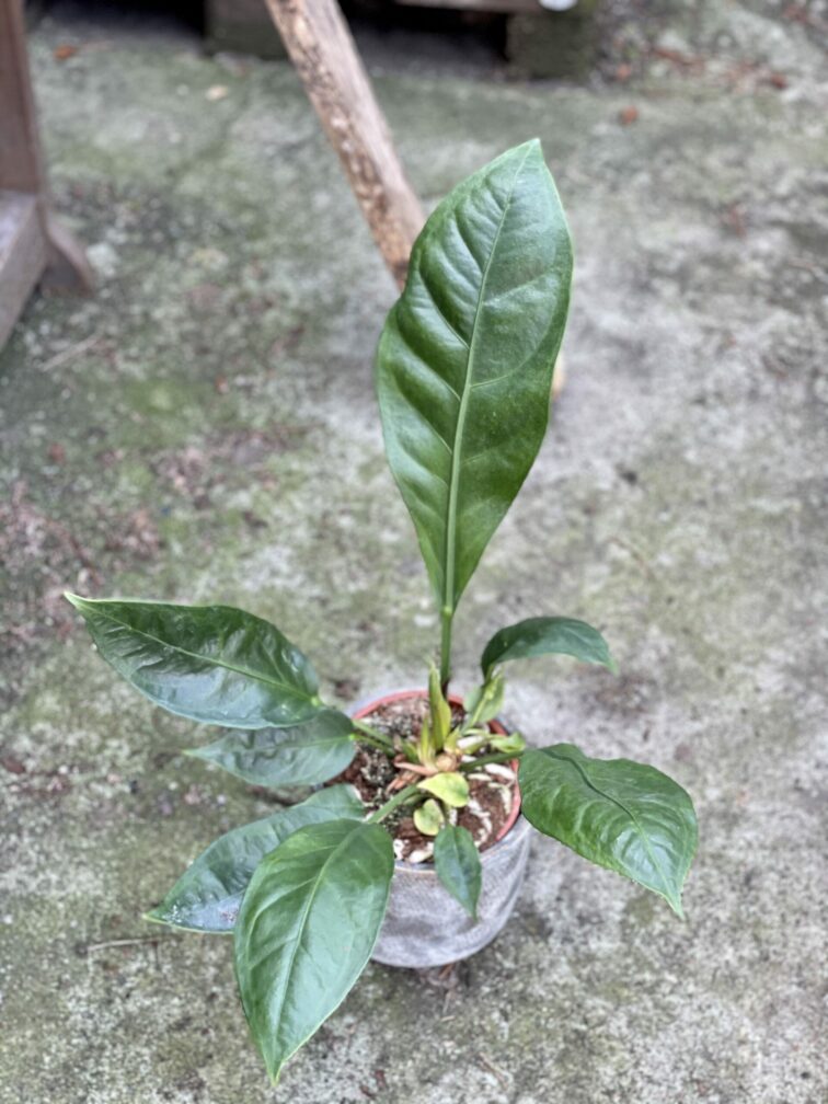 Zdjęcie rośliny Anthurium Elipticum Jungle King, ujęcie 1
