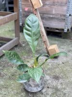 Zdjęcie rośliny Anthurium Elipticum Jungle King, ujęcie 3