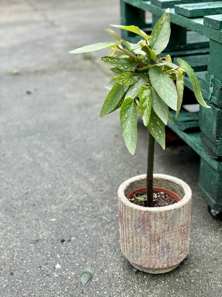 Zdjęcie rośliny Begonia Tamaya, ujęcie 1