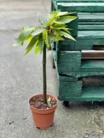 Zdjęcie rośliny Begonia Tamaya, ujęcie 2