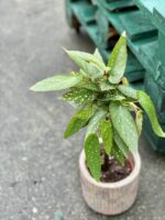 Zdjęcie rośliny Begonia Tamaya, ujęcie 3