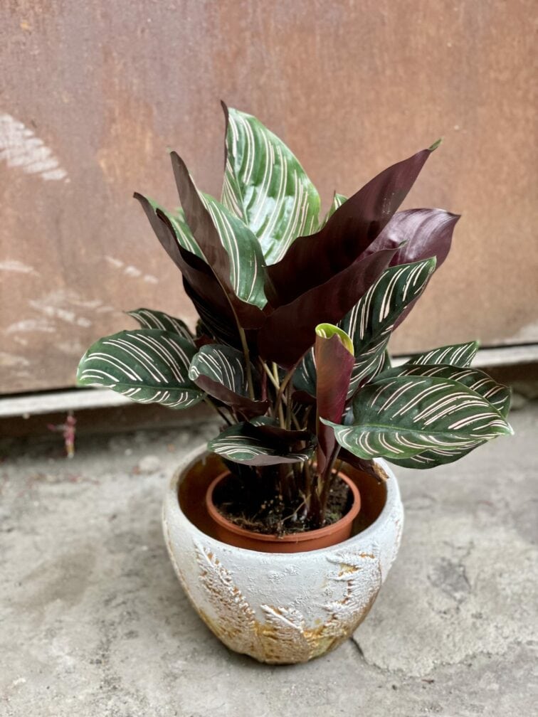 Zdjęcie rośliny Calathea Sanderiana, ujęcie 1