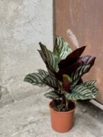 Zdjęcie rośliny Calathea Sanderiana, ujęcie 2