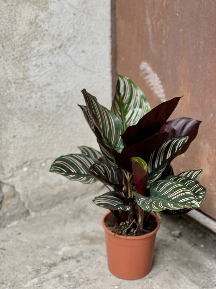Zdjęcie rośliny Calathea Sanderiana, ujęcie 2