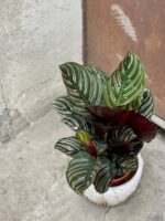 Zdjęcie rośliny Calathea Sanderiana, ujęcie 3
