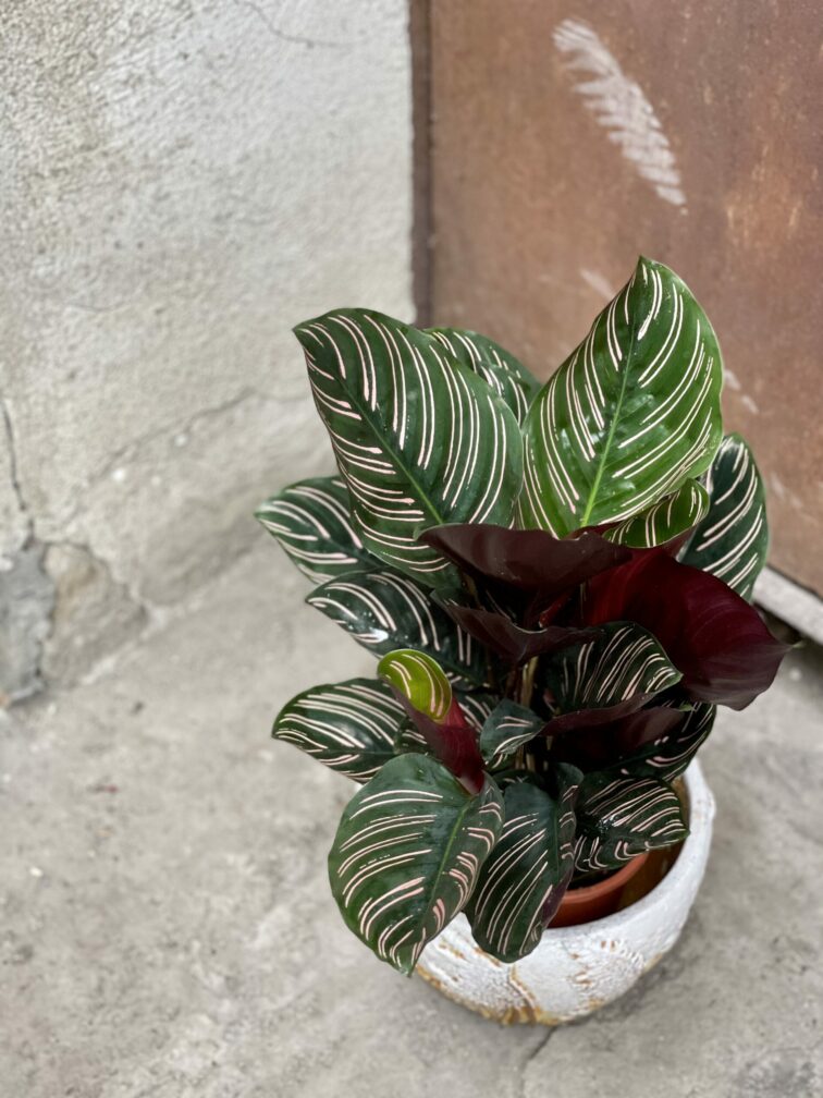 Zdjęcie rośliny Calathea Sanderiana, ujęcie 3