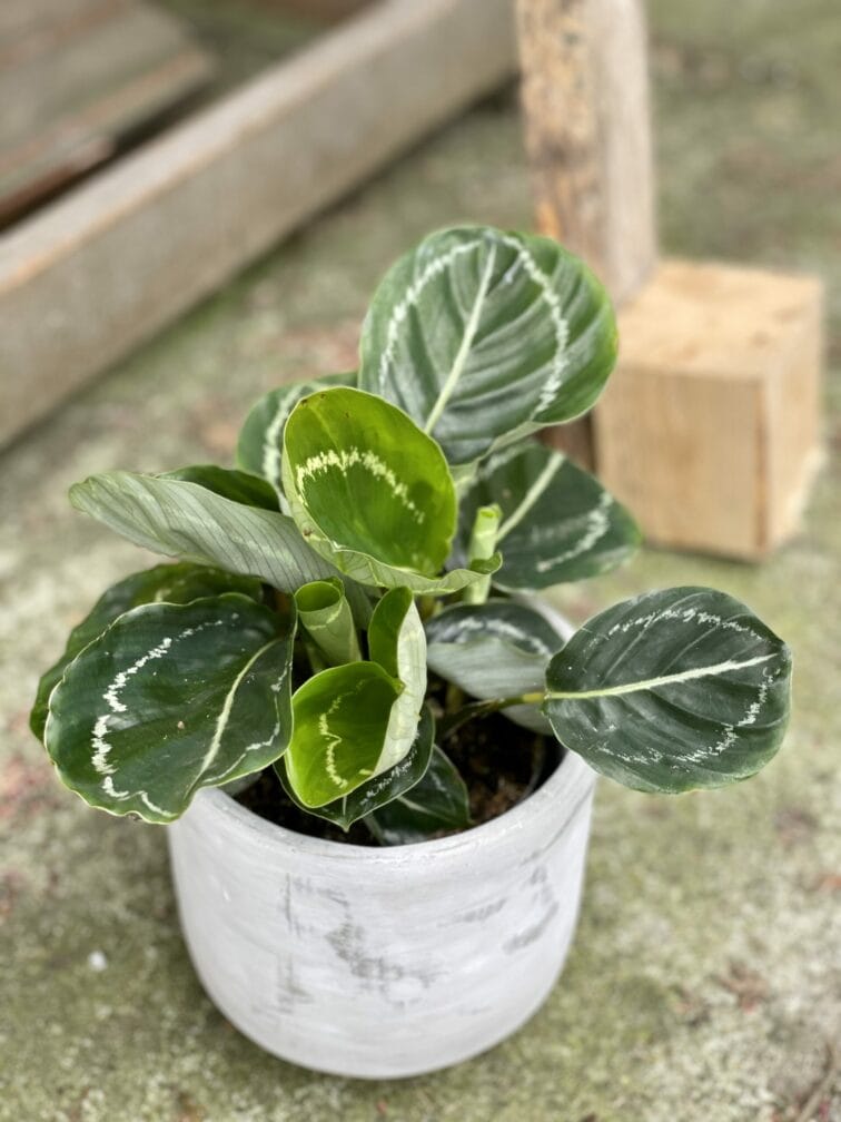 Zdjęcie doniczki lub oslonki: Osłonka Loft 12x12 cm, ujęcie 2