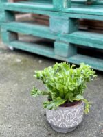 Zdjęcie doniczki lub oslonki: Osłonka Portyk 12x12 cm, ujęcie 2