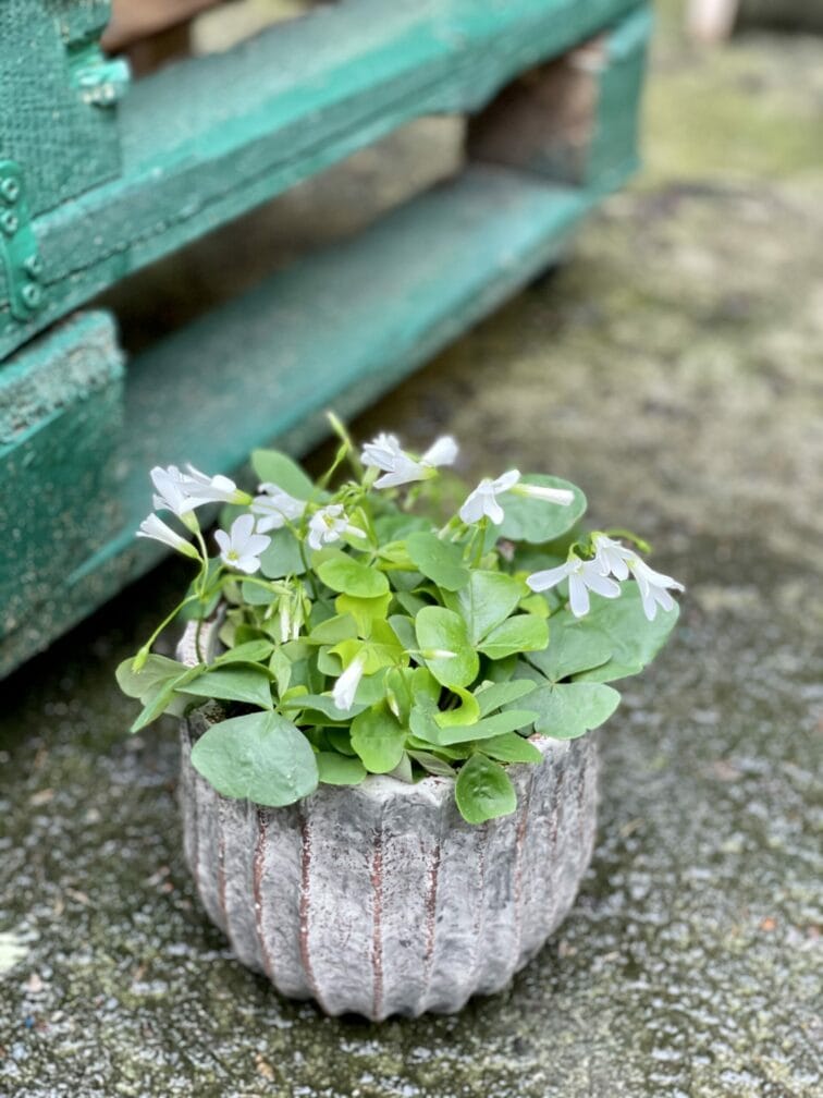 Zdjęcie rośliny Oxalis triangularis Mijke Ikigai, ujęcie 1