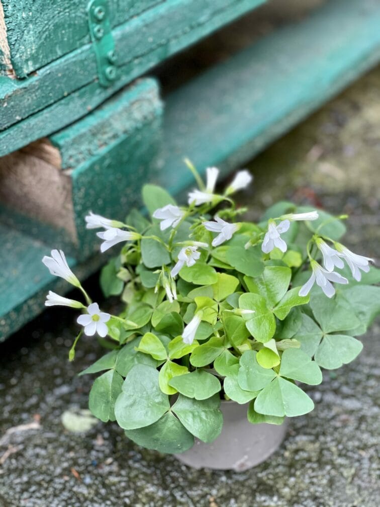Zdjęcie rośliny Oxalis triangularis Mijke Ikigai, ujęcie 2