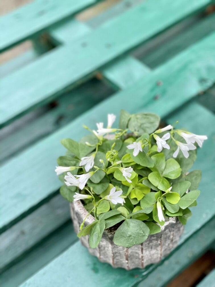 Zdjęcie rośliny Oxalis triangularis Mijke Ikigai, ujęcie 3