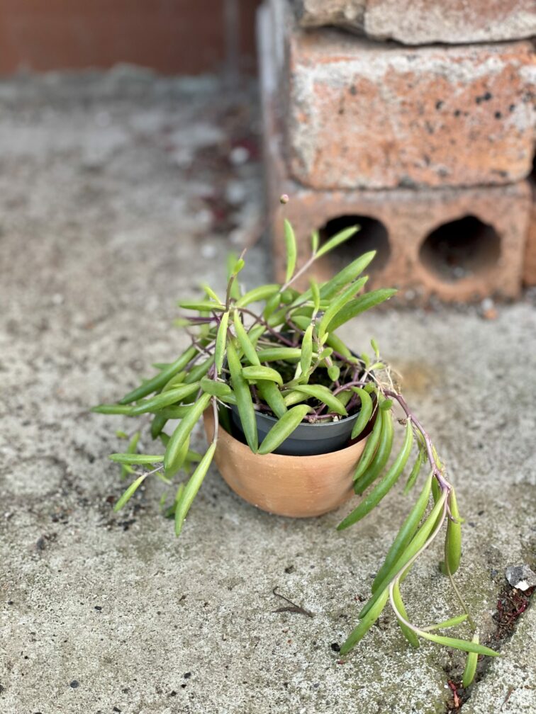 Zdjęcie rośliny Senecio herreianus Purple Flush, ujęcie 1