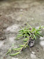 Zdjęcie rośliny Senecio herreianus Purple Flush, ujęcie 2