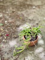 Zdjęcie rośliny Senecio herreianus Purple Flush, ujęcie 3