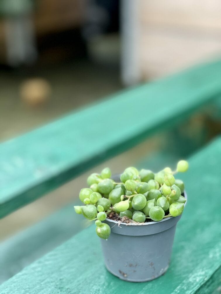 Zdjęcie rośliny Senecio Herreianus, ujęcie 3