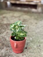 Zdjęcie rośliny Syngonium Pixie (Zroślicha), ujęcie 2