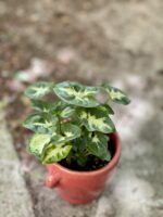 Zdjęcie rośliny Syngonium Pixie (Zroślicha), ujęcie 3